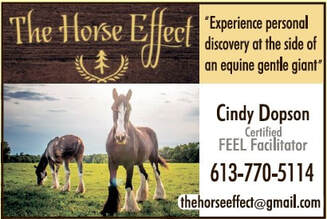 The Horse Effect 613-770-5114